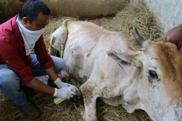 Donate to goshalas in Chennai